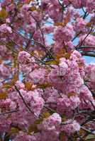 Baumblüte - Blooming trees