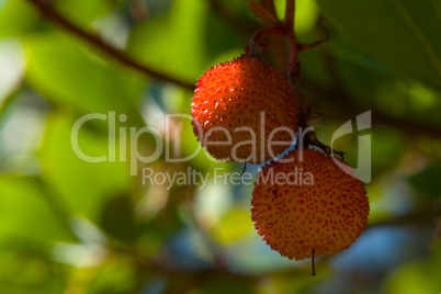 Westlicher Erdbeerbaum (Arbutus unedo), Früchte