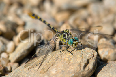 Westliche Keiljungfer, Gomphus Pulchellus