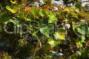 Efeu (Hedera helix)