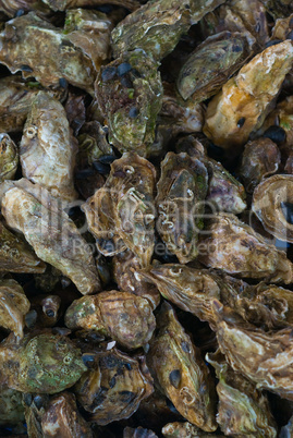 Austern (Ostreidae) - Oysters