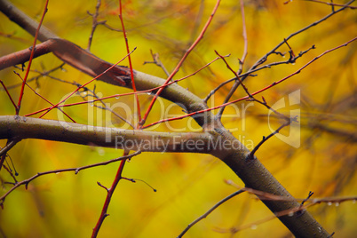 autumn branches