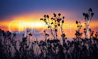 withered agrimony at autumn sunset