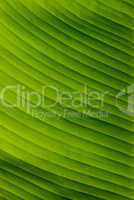 Bananenblätter - Banana leafs