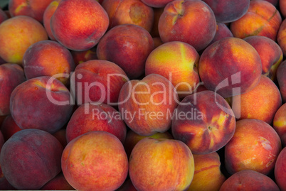 Pfirsich/Peach (Prunus persica)