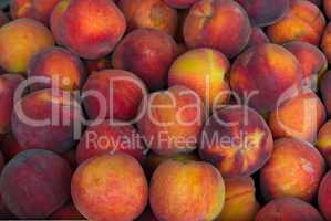 Pfirsich/Peach (Prunus persica)