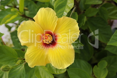 Gelber Hibiskus