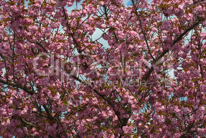 Baumblüte - Blooming trees