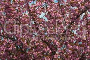 Baumblüte - Blooming trees