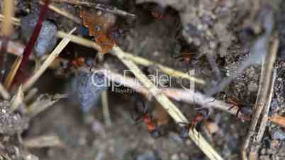 Ants nest. Macro.