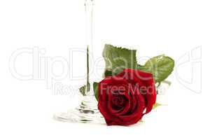 eine nasse rote rose mit dem stiel eines sektglases