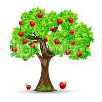 apple tree