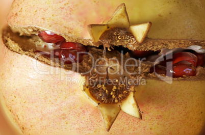 Pomegranate macro with Seeds