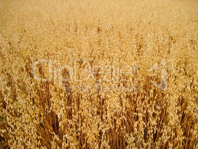 oats field