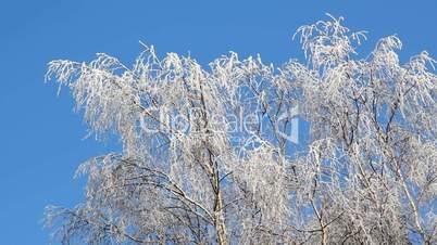 Birken im Winter