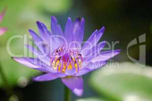 Purple flower feeding bees