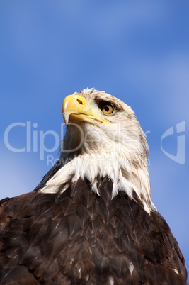 Der  Weisskopfseeadler