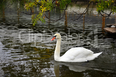 Swan  floating