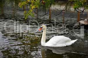 Swan  floating