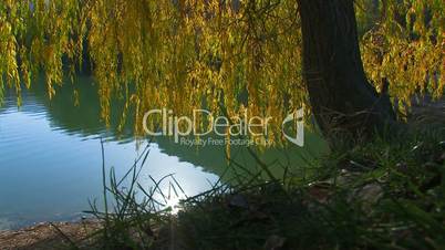 Willow by the lake.