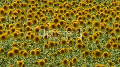 Sunflowers field swaying in the wind