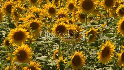 Sunflowers field swaying in the wind