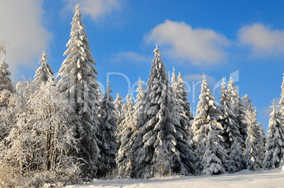 Winterlandschaft Wald Schnee