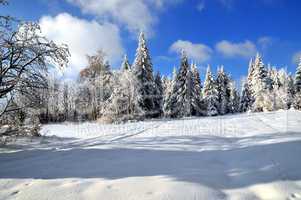 Winterwald Schnee