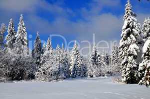 Winter Schnee Landschaft Wald