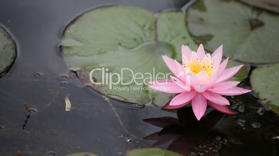 Pink lotuses