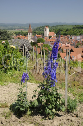 Rittersporn bei Endingen