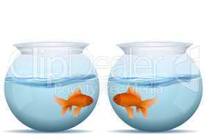 fishes in tanks