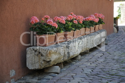 Blumen an einem Haus in Turckheim