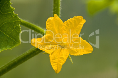 Yellow Cucumber Flower