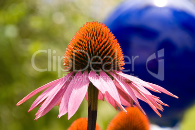 Echinacea in front of Blue Ball