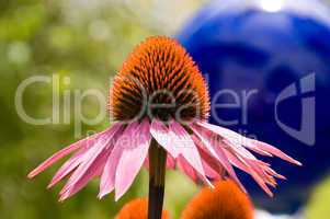 Echinacea in front of Blue Ball