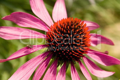 Echinacea Purple