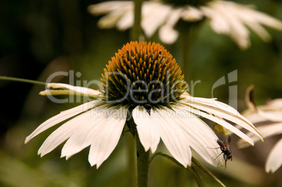 Echinacea White