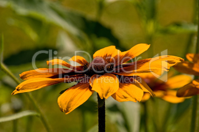 Rudbeckia