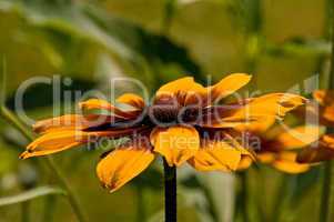 Rudbeckia