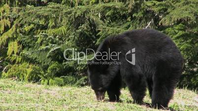Black Bear Eating Grass