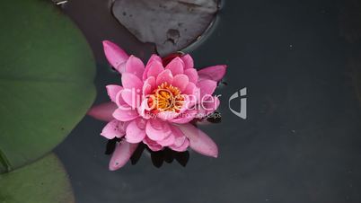 Pink lotuses