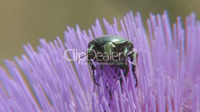 Insect bug Cetonia aurata in in artichoke flower