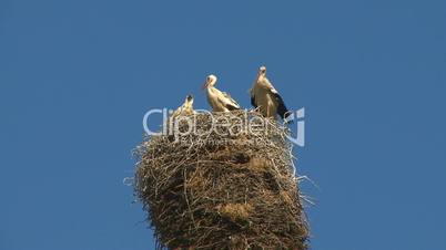 Storks family in the nest