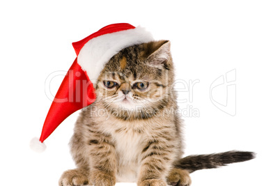 kitten santa