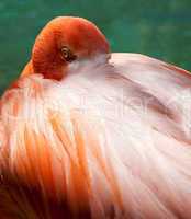 Eye of the Flamingo