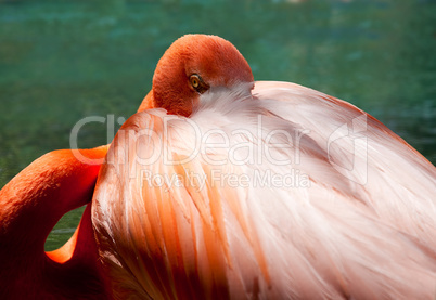 Eye of the Flamingo