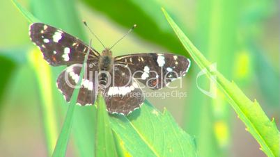 Butterfly on grass