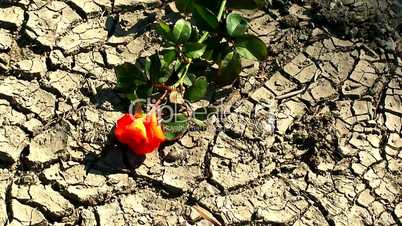 Red rose laying on dried out cracked earth