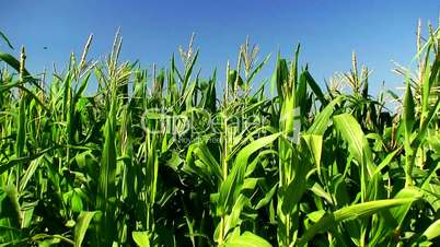 Corn field in the mid day sun 3